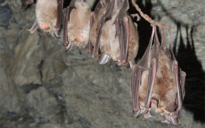 Chauves-souris, sentinelles du climat : lancement de la surveillance en haute altitude