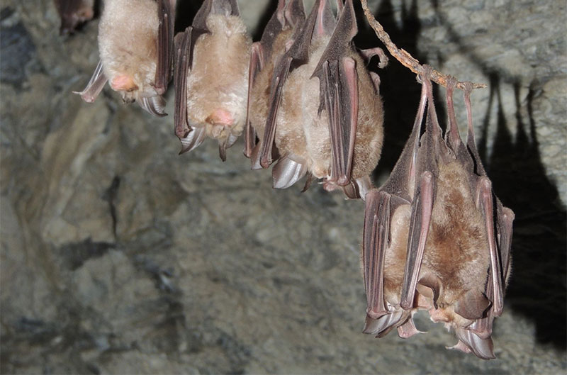 Chauves-souris, sentinelles du climat : lancement de la surveillance en haute altitude